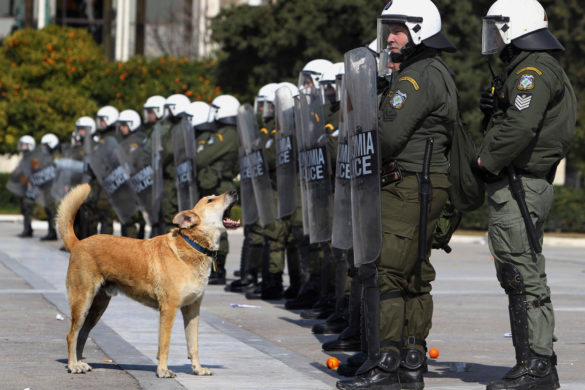 riot dog 1