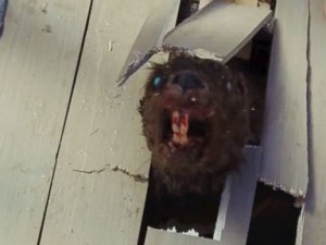 zombeavers