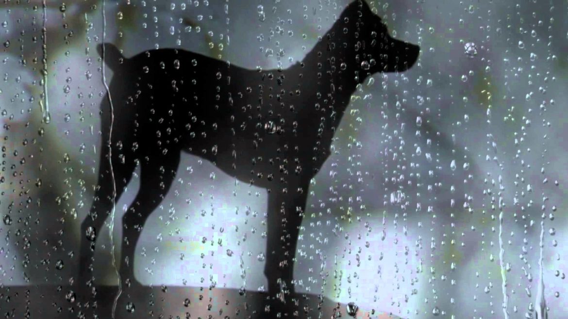 Cinema and Coping: Laurie Anderson and Heart Of A Dog