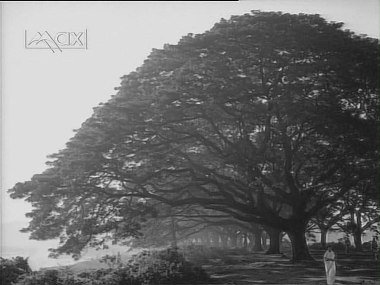 Supriya Choudhury in wide shot with tree Ritwik Ghatak's The Cloud-Capped Star